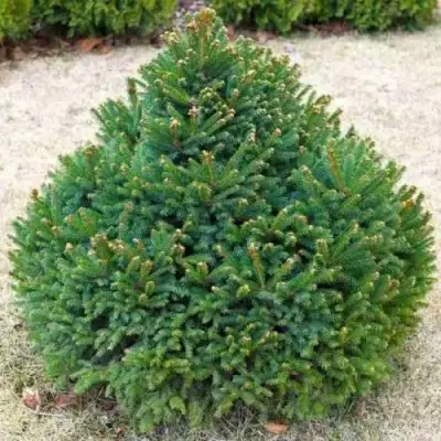 Ель БАРРИ обыкновенная в Солигорске