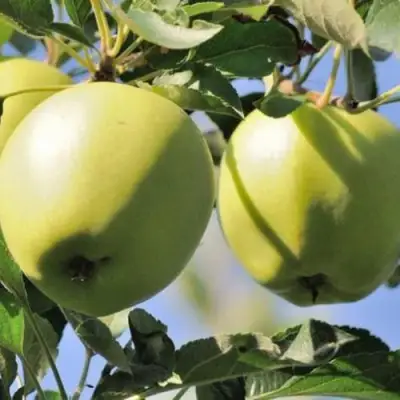 Яблоня САХАРНАЯ в Солигорске