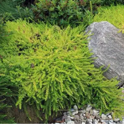 Водяника БЕРНШТЕЙН черная в Солигорске