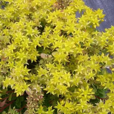 Очиток (седум) ИММЕРГРЮНХЕН в Солигорске