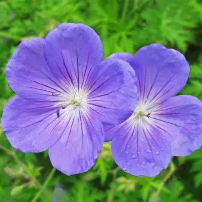 Герань БРУКСАЙД гибридная в Солигорске