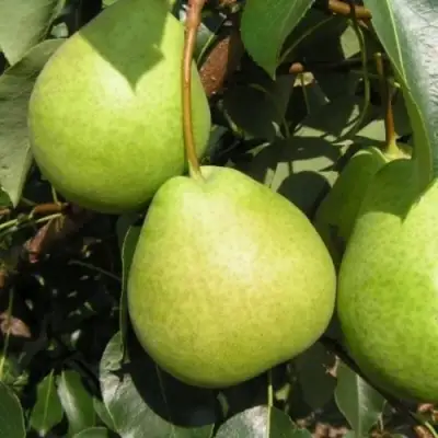 Груша ЛАГОДНАЯ в Солигорске