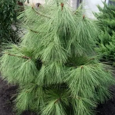 Сосна желтая  в Солигорске