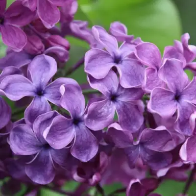 Сирень СУМЕРКИ в Солигорске