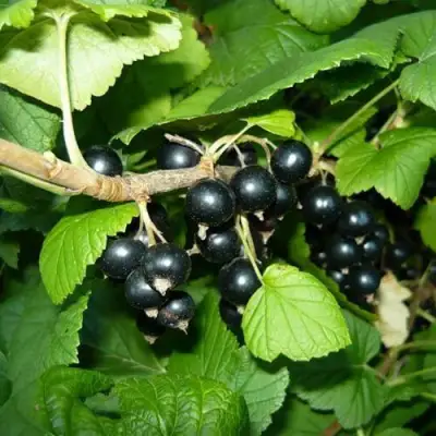 Смородина черная БАГИРА в Солигорске