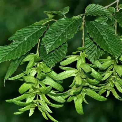 Граб  в Солигорске