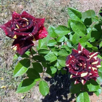 Роза АБРАКАДАБРА чайно-гибридная в Солигорске