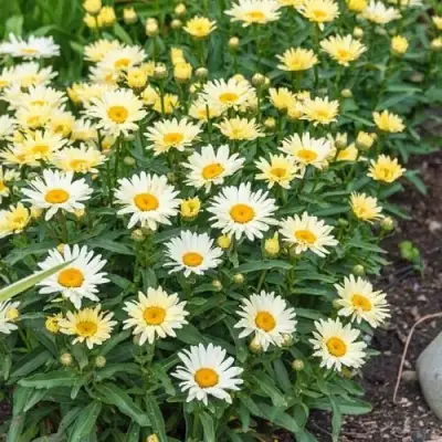 Нивяник БРОДВЕЙ ЛАЙТС великолепный в Солигорске