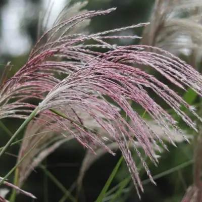 Мискантус МАЛЕПАРТУС китайский  в Солигорске