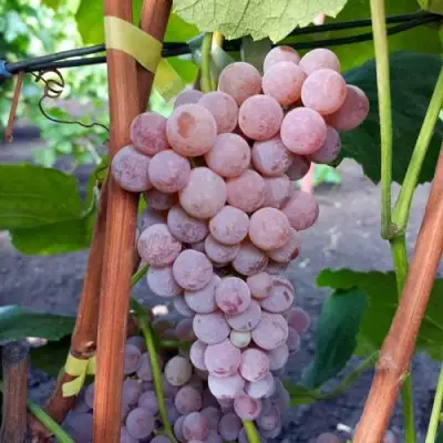 Виноград РИЛАЙНС ПИНК СИДЛИС в Солигорске