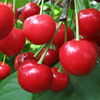 Дюк ПРЕВОСХОДНАЯ ВЕНЬЯМИНОВА в Солигорске