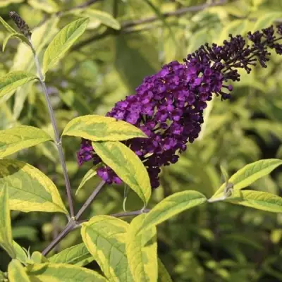 Буддлея давида САНТАНА  в Солигорске