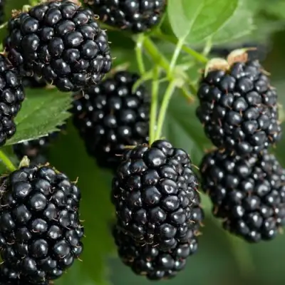 Ежевика ЧЕРНАЯ МАГИЯ ремонтантная  в Солигорске