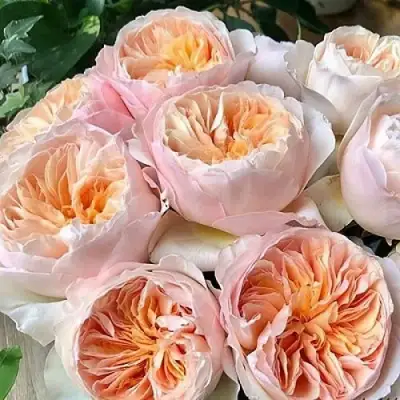 Роза ДЖУЛЬЕТТА английская в Солигорске