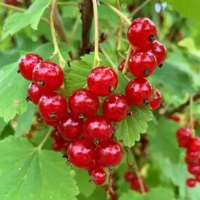 Смородина красная МААРСЕС ПРОМИНЕНТ в Солигорске