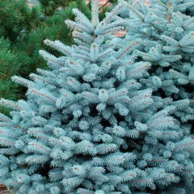 Ель СУПЕР БЛЮ СИДЛИНГ колючая в Солигорске