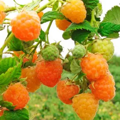 Малина ЗОЛОТЫЕ КУПОЛА в Солигорске