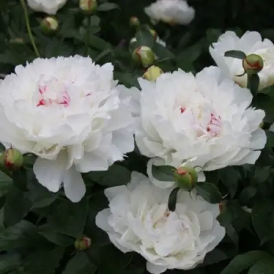 Пион ФЕСТИВА МАКСИМА травянистый в Солигорске