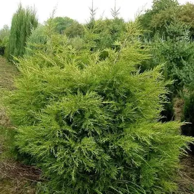 Можжевельник КУРИВАО ГОЛД китайский в Солигорске