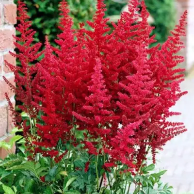 Астильба БУРГУНДИ РЕД Арендса в Солигорске