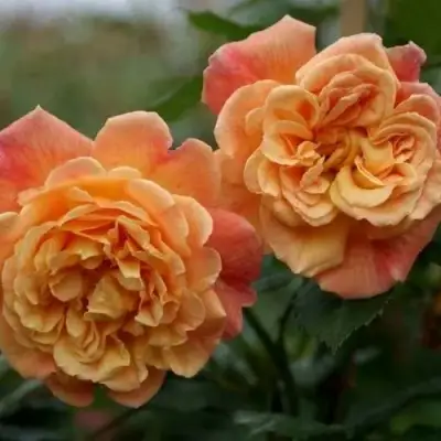 Роза АЛОХА плетистая в Солигорске