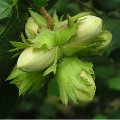 Фундук ТАМБОВСКИЙ ПОЗДНИЙ в Солигорске