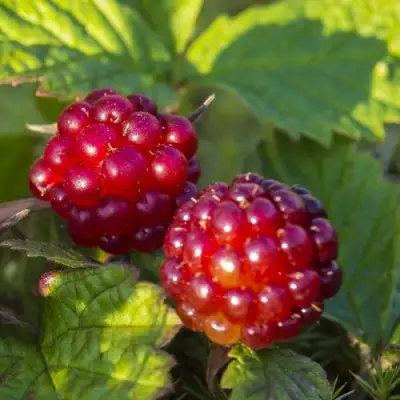 Княженика ЛИНДА в Солигорске