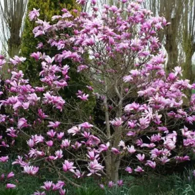Магнолия ГАЛАКСИ в Солигорске