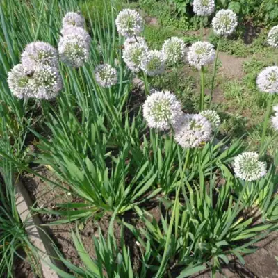 Лук слизун в Солигорске