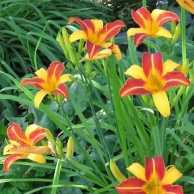 Лилейник ФРАНС ХАЛС в Солигорске