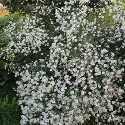 Болтония СНОУБЭНК в Солигорске