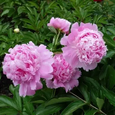 Пион МЕСЬЕ ЖЮЛЬ ЭЛИ травянистый в Солигорске