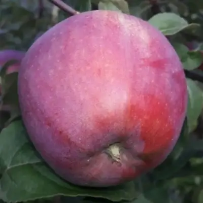 Яблоня ЗОРКА в Солигорске