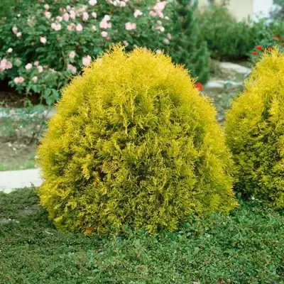 Туя РЕЙНГОЛД западная в Солигорске