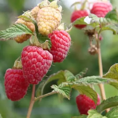 Малина МОЛЛИНГ ДЖУНО в Солигорске