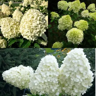 Комплект НЕЖНЫЙ КАПУЧИНО в Солигорске