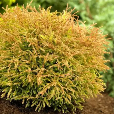 Туя ГОЛДЕН ТАФФЕТ западная в Солигорске