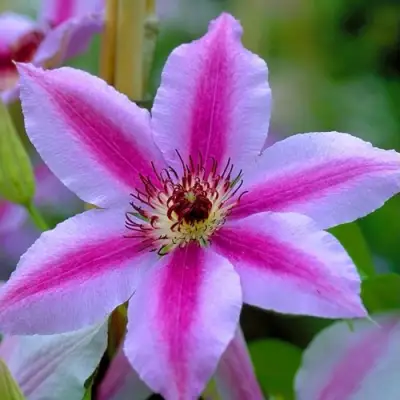 Клематис НЕЛЛИ МОЗЕР в Солигорске