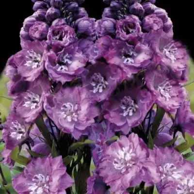 Дельфиниум ДЕЛЬФИС ПИНК ПАУЭ высокий в Солигорске