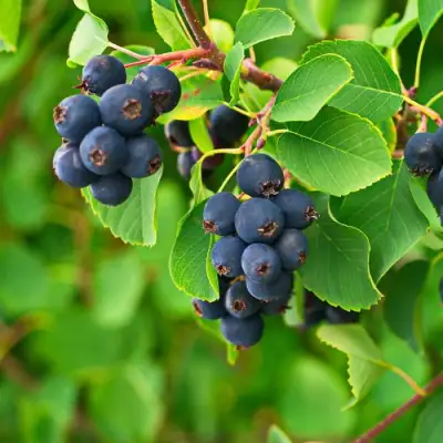 Ирга КОЛОСИСТАЯ в Солигорске