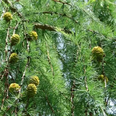 Лиственница КЕМПФЕРА в Солигорске