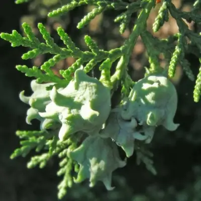 Туя восточная в Солигорске