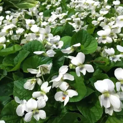 Фиалка АЛЬБИФЛОРА сестринская в Солигорске