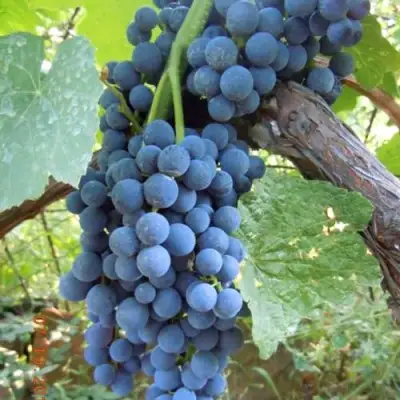 Виноград ВЕНУС в Солигорске