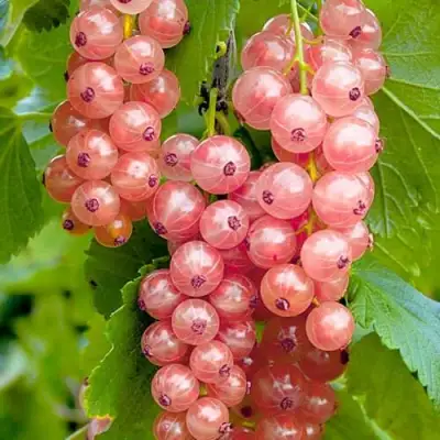 Смородина белая ПРЫГАЖУНЯ (РОЗОВАЯ) в Солигорске