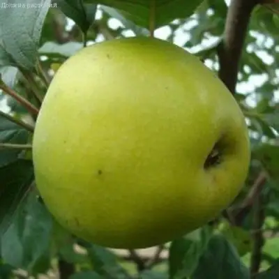 Яблоня КОШТЕЛЯ в Солигорске