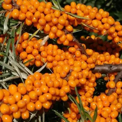 Облепиха АЛТАЙСКАЯ в Солигорске