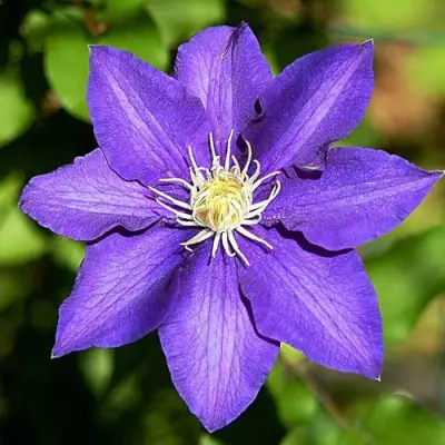 Клематис ЗЕ ПРЕЗИДЕНТ в Солигорске