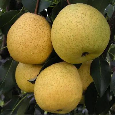 Груша ВЕЛИКАЯ ЛЕТНЯЯ (БОЛЬШАЯ ЛЕТНЯЯ) в Солигорске