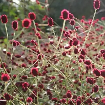 Кровохлебка ЧОКОЛАТ ТИП в Солигорске